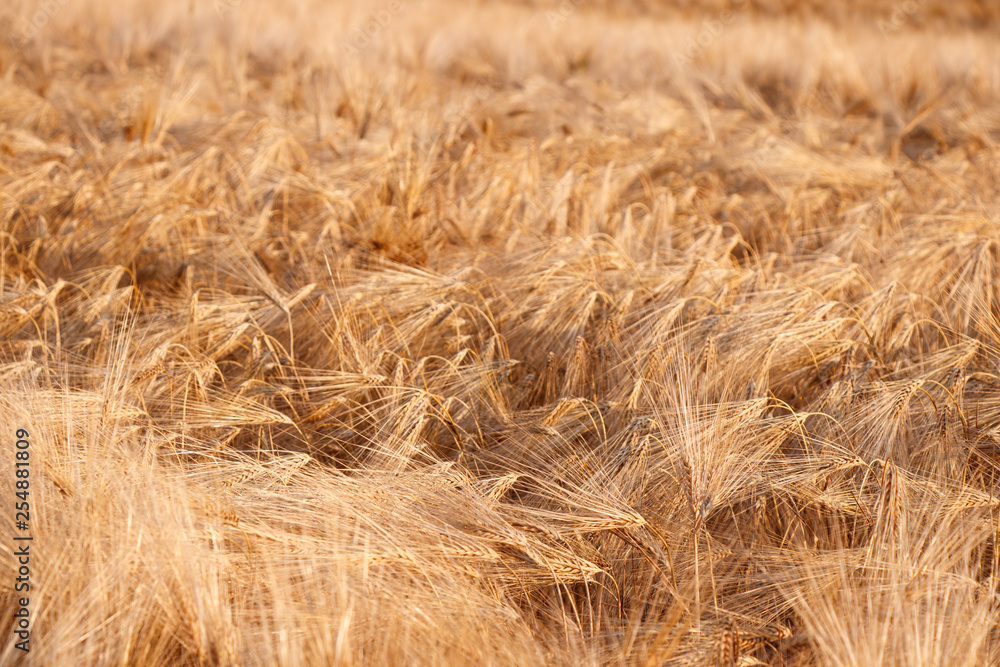 cornfield during sunset