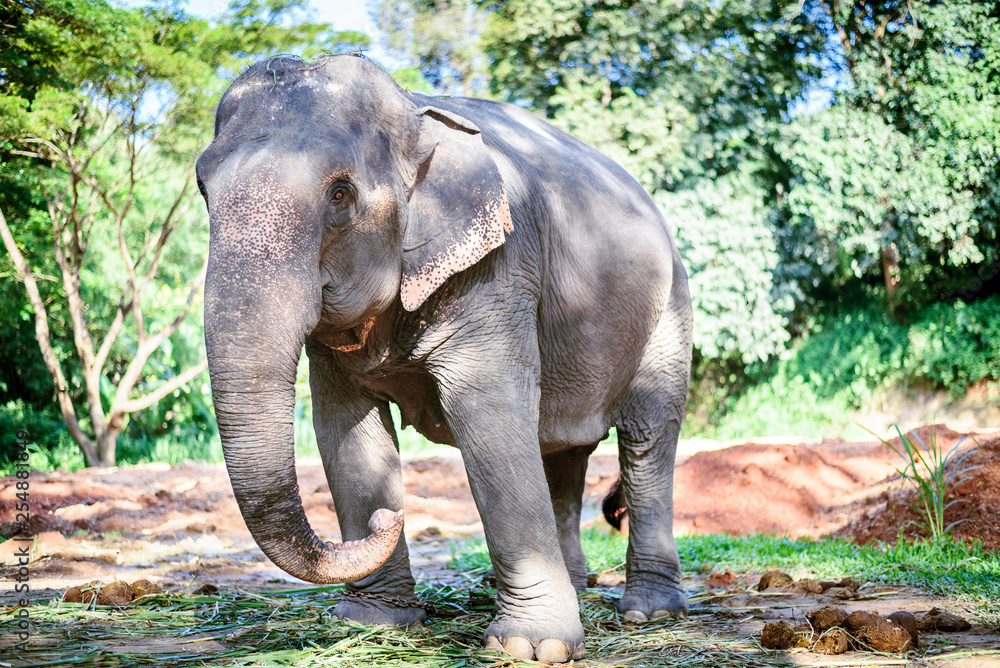 Obraz premium Asian Elephant in Nature Park, Chiang mai, Thailand