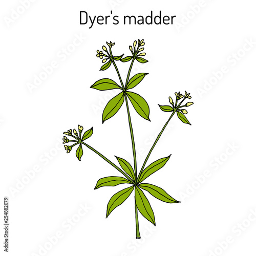 Dyer s madder rubia tinctorum , medicinal plant photo
