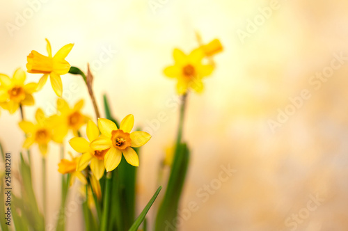 Fototapeta Naklejka Na Ścianę i Meble -  Narcissus yellow flowers in the springtime. Easter greeting card. Copy space for text.