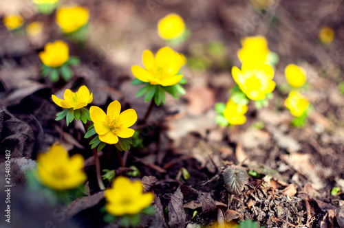 First spring flowers. Yellow winter aconites  blooming outdoors in a garden