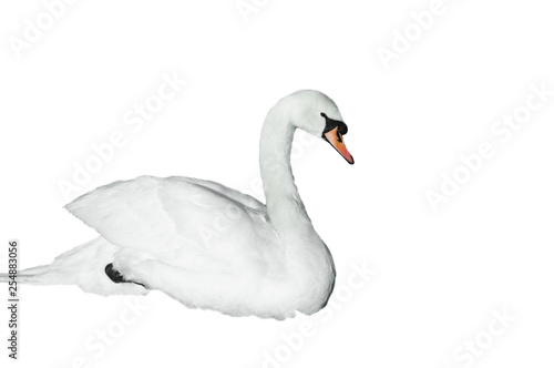 Swan isolated