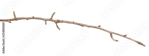 part of a dry branch of a dead pear tree. isolated on white background
