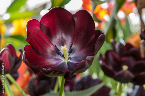 Black tulip flower. Spring garden background. Beautiful tulips growing at field. Queen of the Night tulips, otherwise known as black tulips