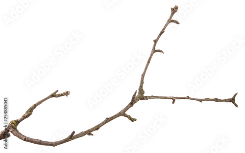 part of a dry branch of a dead pear tree. isolated on white background