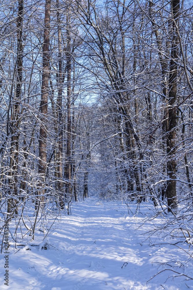 Fototapeta premium winter