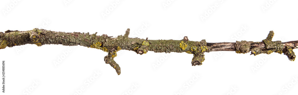 part of a dry branch of a dead pear tree. isolated on white background part of a dry branch of a dead pear tree. isolated on white background