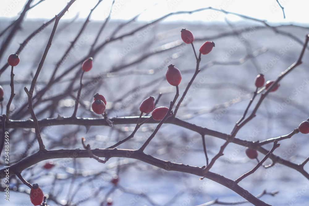 Winter Winter