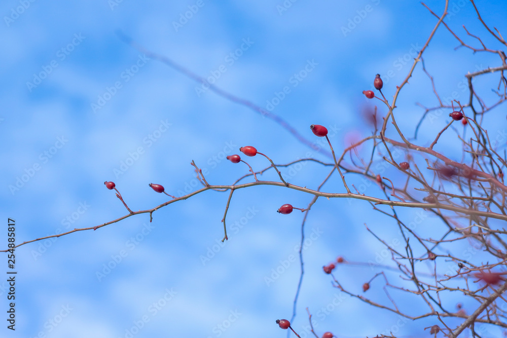 Fototapeta premium Winter