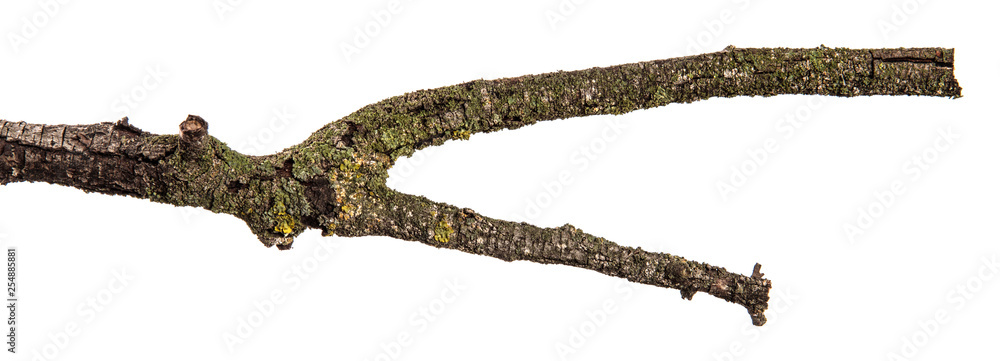 Obraz premium part of a dry branch of a dead pear tree. isolated on white background