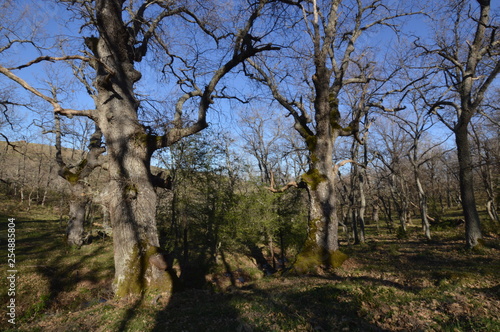 old forest