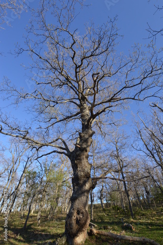 old tree