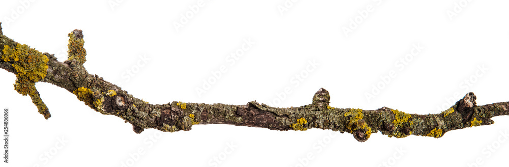 part of a dry branch of a dead pear tree. isolated on white background part of a dry branch of a dead pear tree. isolated on white background
