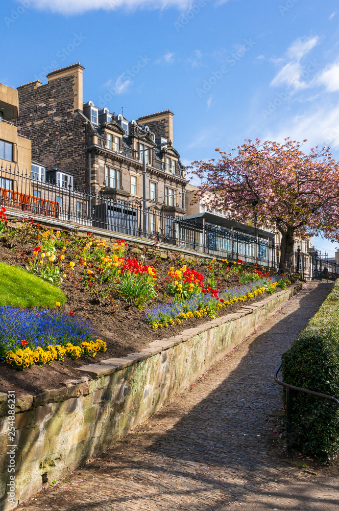 Alley in the Princes Street Gardens, public park, in Edinburgh, Scotland, UK on a beautiful sunny blue sky spring day with pansies, tulips, cherry blossom trees and other colorful flowers.