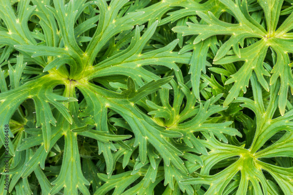 Abstract background of green leaves shaped in a snowflake like pattern. Vibrant plant wallpaper.
