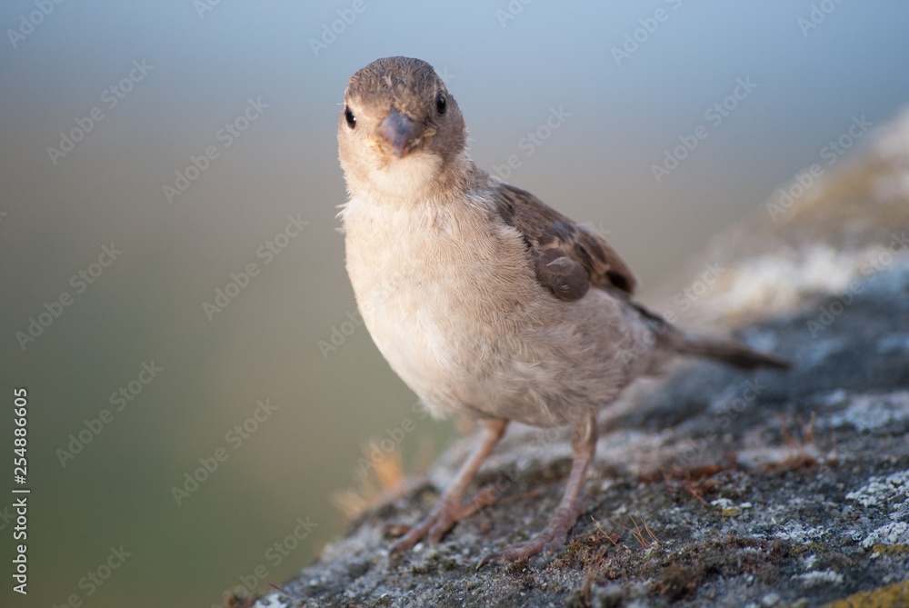 Spatz 3 Spatz 3