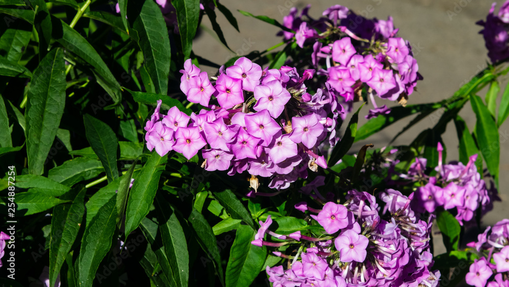 Pink garden Annual phox or Phlox drummondii flowers at flowerbed close-up, selective focus, shallow DOF Pink garden Annual phox or Phlox drummondii flowers at flowerbed close-up, selective focus, shallow DOF