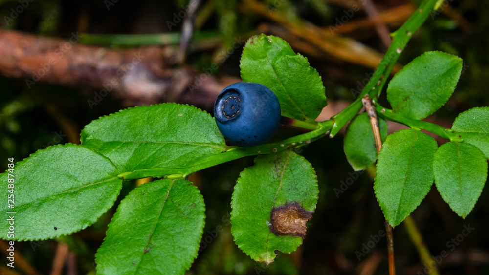 Ripe wild blueberry macro on a small bush, selective focus, shallow DOF Ripe wild blueberry macro on a small bush, selective focus, shallow DOF