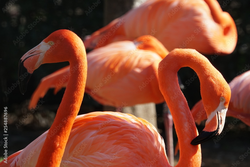 Obraz premium Flamingos in a zoo