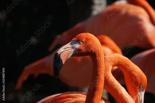 Flamingos in a zoo © PepperCrab