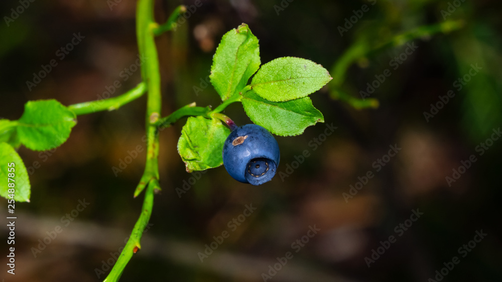 Ripe wild blueberry macro on a small bush, selective focus, shallow DOF Ripe wild blueberry macro on a small bush, selective focus, shallow DOF