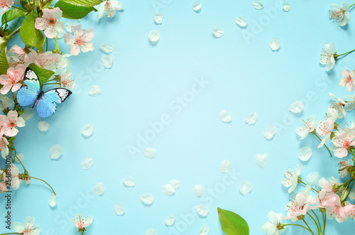 Beautiful spring nature background with butterfly, lovely blossom, petal a on turquoise blue background , top view, frame. Springtime concept.