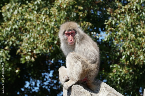 A Japanese macaque © PepperCrab
