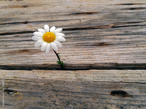 Daisy flower sprouting through old wooden planks