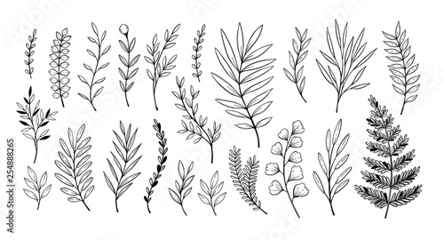 Hand drawn vector illustrations. Botanical branches of eucalyptus and fern. Floral design elements. Tattoo sketches. Perfect for weddng invitations, greeting cards, blogs, posters and more photo