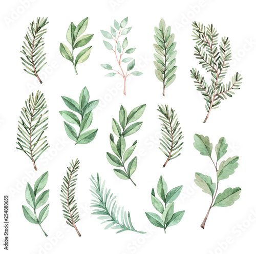 Hand drawn watercolor illustration. Botanical clipart with eucalyptus and fir-tree branches. Greenery. Floral Design elements. Perfect for wedding invitations, cards, prints, posters, packing