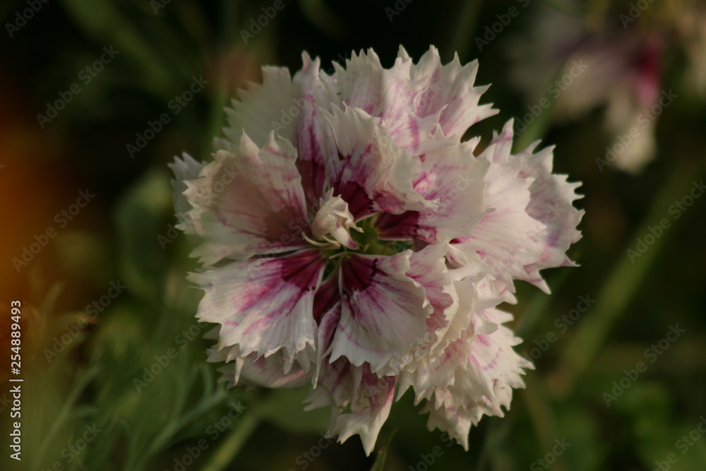 Fleur d'oeuillet Dianthus Fleur d'oeuillet Dianthus