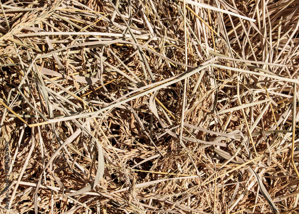 Texture of dry straw pile. Texture of dry straw pile.