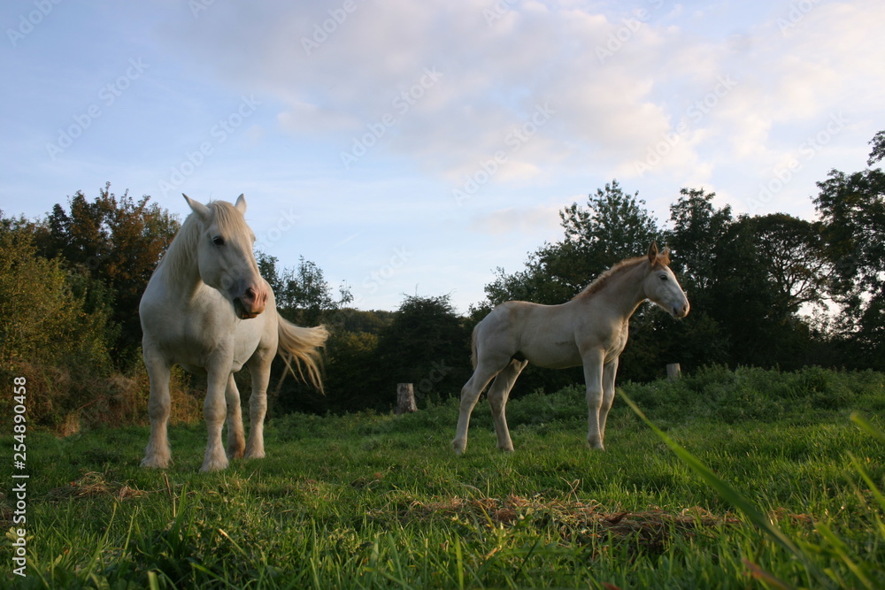 Fototapeta premium Jument et poulain-2