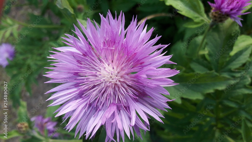 flower, purple,thistle flower, purple,thistle