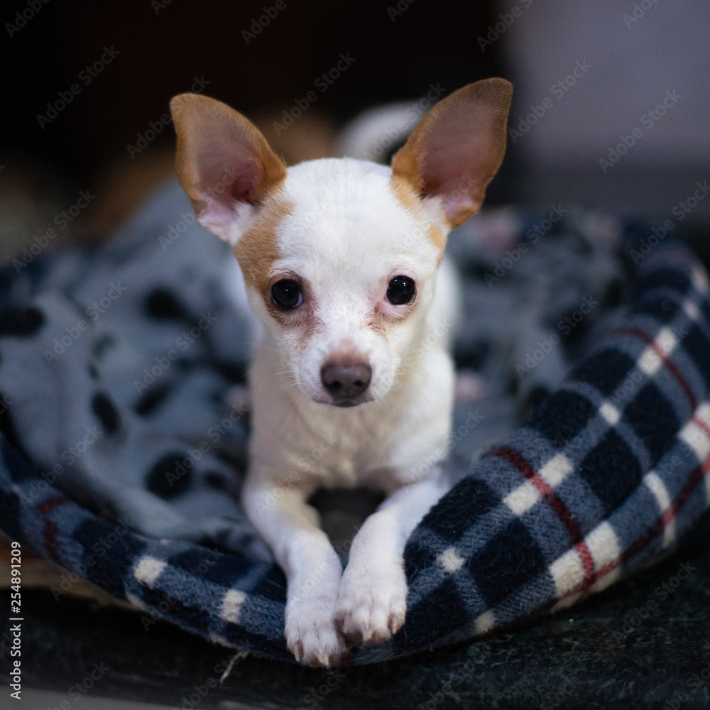chihuahua toy puppy portrait chihuahua toy puppy portrait