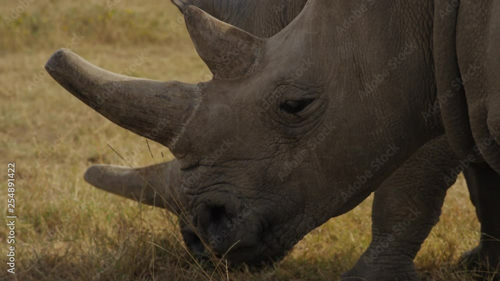 Endangered female Northern White Rhinoceros in Ol Pejeta, Kenya. Handheld shot in 50fps slow motion, close shots. Endangered female Northern White Rhinoceros in Ol Pejeta, Kenya. Handheld shot in 50fps slow motion, close shots.
