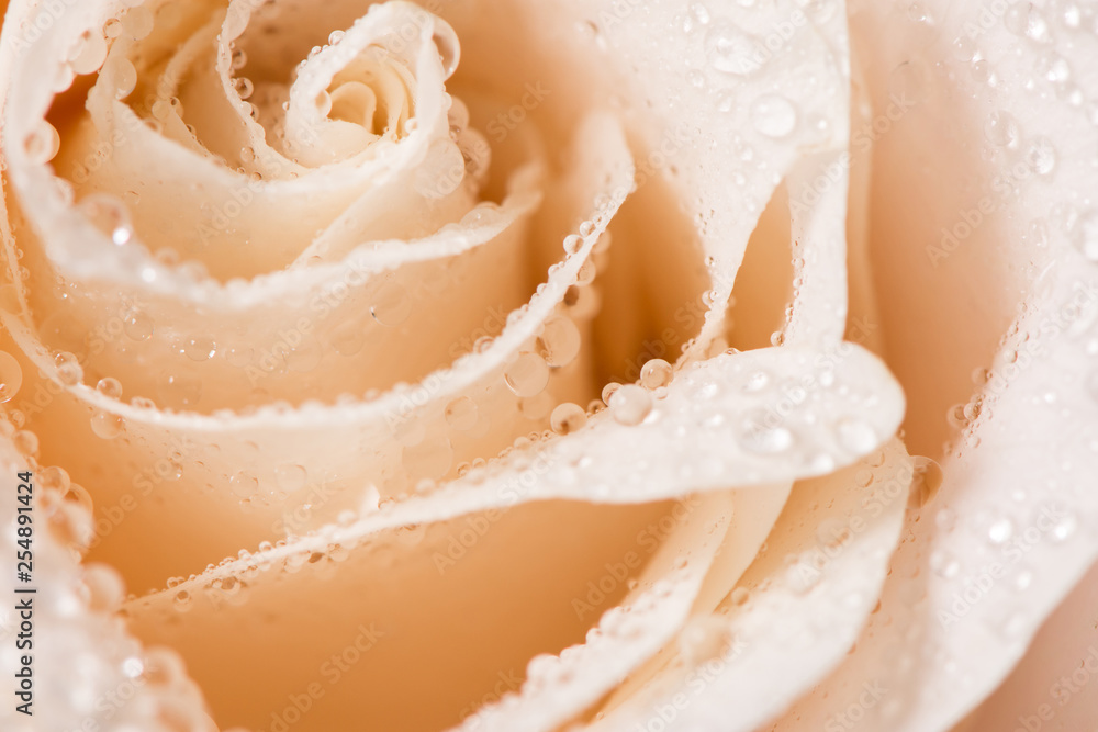 Beautiful rose bud with drops on a black background Beautiful rose bud with drops on a black background