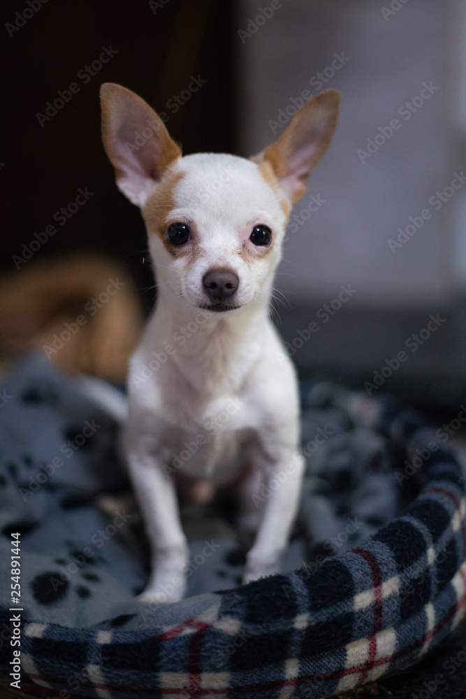 chihuahua toy chihuahua toy