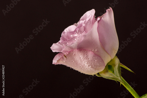 Beautiful rose bud with drops on a black background
