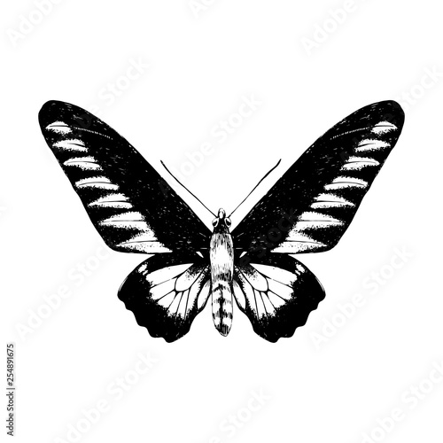 Hand drawn Rajan Brookie Birdwing butterfly