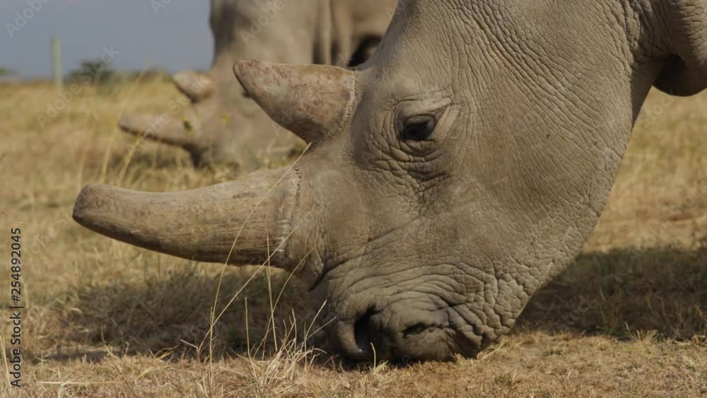 Endangered female Northern White Rhinoceros in Ol Pejeta, Kenya. Handheld shot in 50fps slow motion, close shots. Endangered female Northern White Rhinoceros in Ol Pejeta, Kenya. Handheld shot in 50fps slow motion, close shots.
