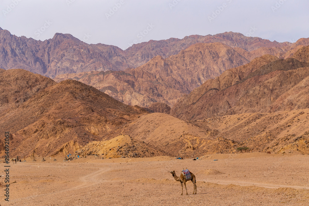 Dromedary from the Sinai Peninsula. Arabian camel (Camelus dromedarius). The animal is used by Bedouins as beast of burden to transport tourist through the desert sand dunes. Dromedary from the Sinai Peninsula. Arabian camel (Camelus dromedarius). The animal is used by Bedouins as beast of burden to transport tourist through the desert sand dunes.