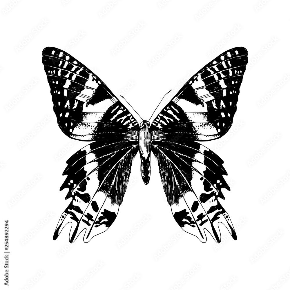 Fototapeta premium Hand drawn Madagascan Sunset Moth