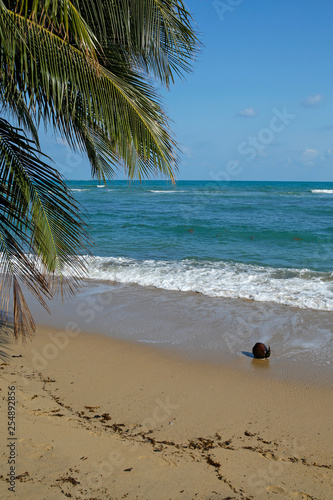 Fototapeta Naklejka Na Ścianę i Meble -  palm tree and cocount fruit on tropical beach