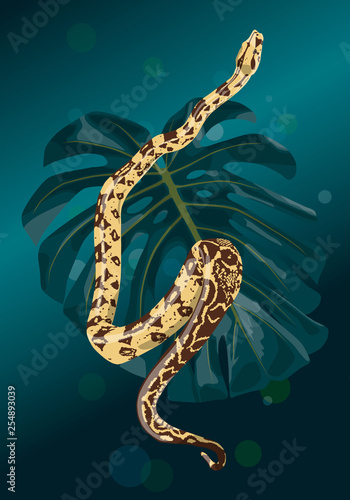 python with monstera leaf
