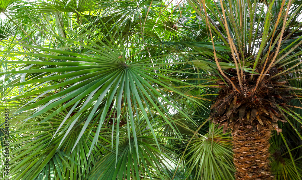 Palm trees in the park. Subtropical climate