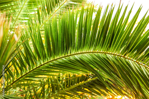 Palm trees in the park. Subtropical climate