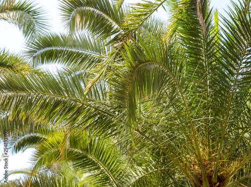 Palm trees in the park. Subtropical climate