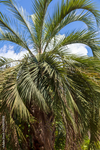 Palm tree against the blue sky. Subtropical climate