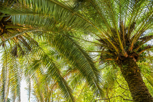 Palm trees in the park. Subtropical climate